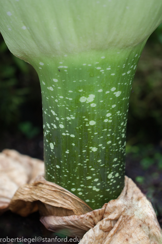 titan arum